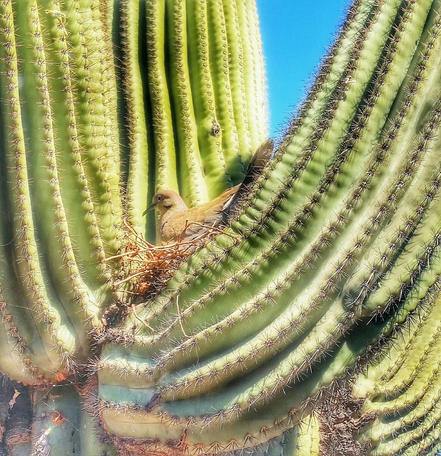 Old Pueblo Shutterbugs